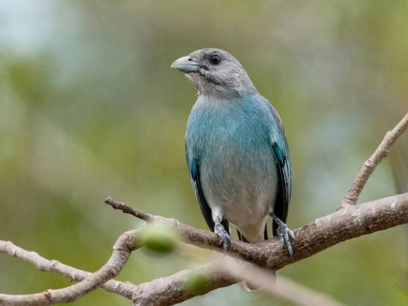 Blaugraue Tangare, Fotos 3