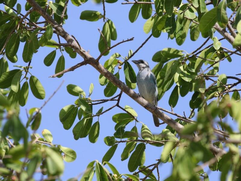 Tanagra glauca