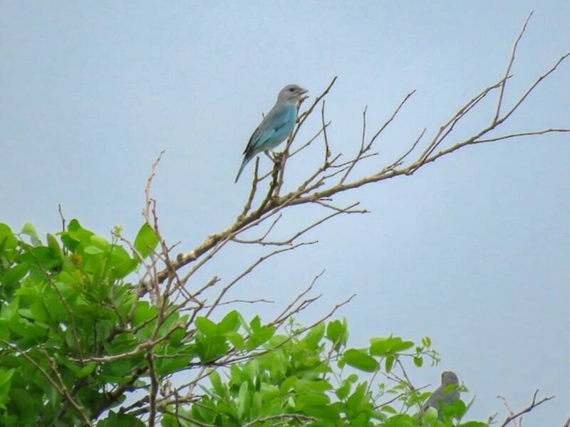 Blaugraue Tangare, Fotos 4