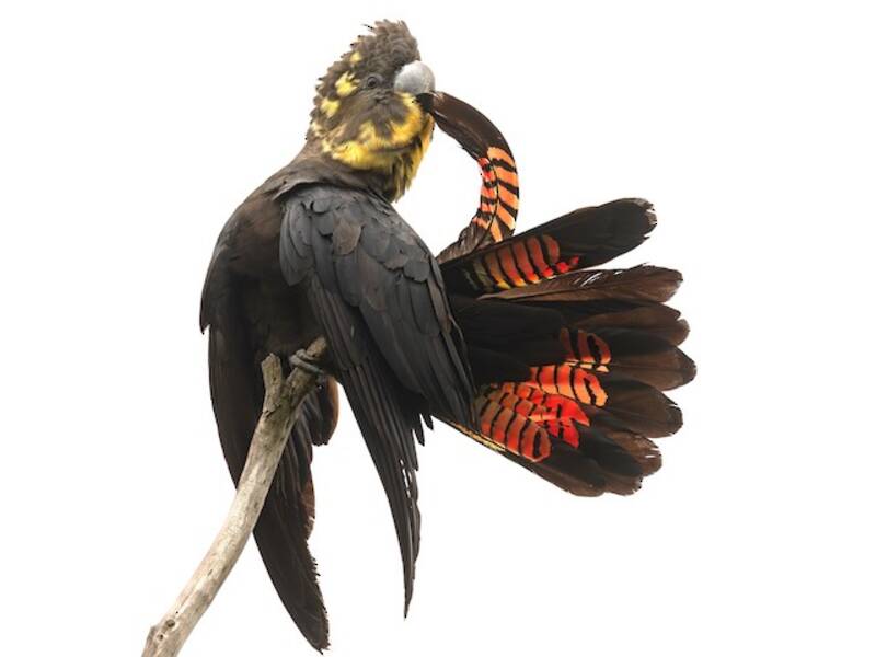 Glossy Black-Cockatoo