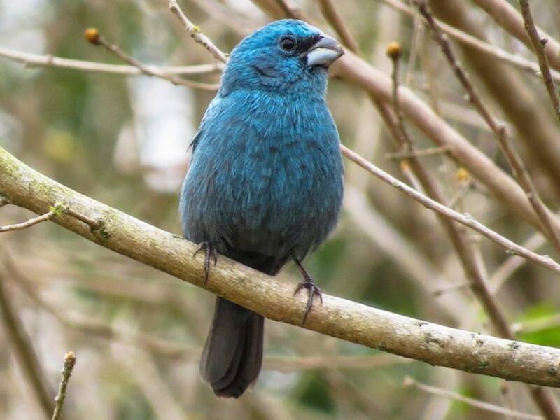 Glaucous-blue Grosbeak, Photos 4