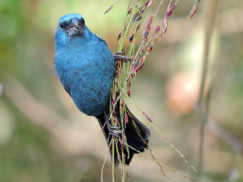 Glaucous-blue Grosbeak, Photos 2