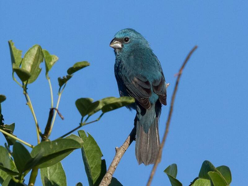 Glaucous-blue Grosbeak, Photos 3