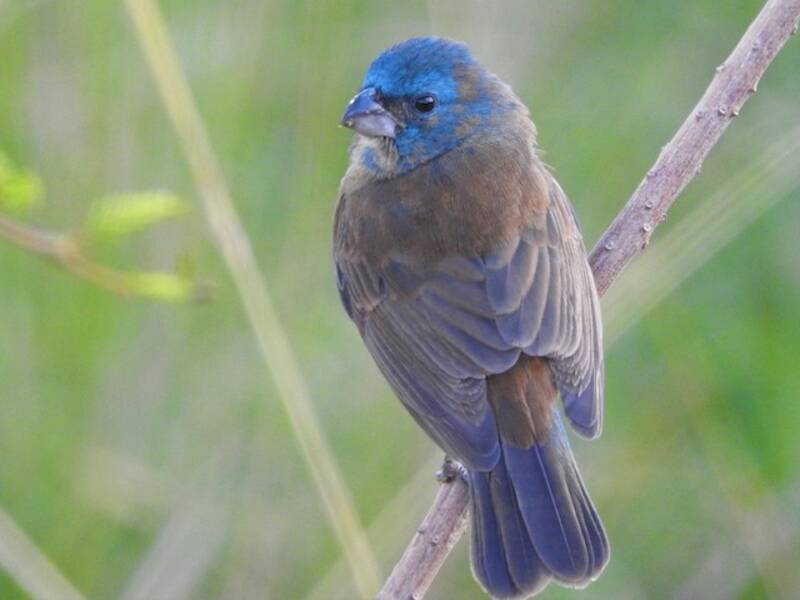 Picogordo Glaucoazul