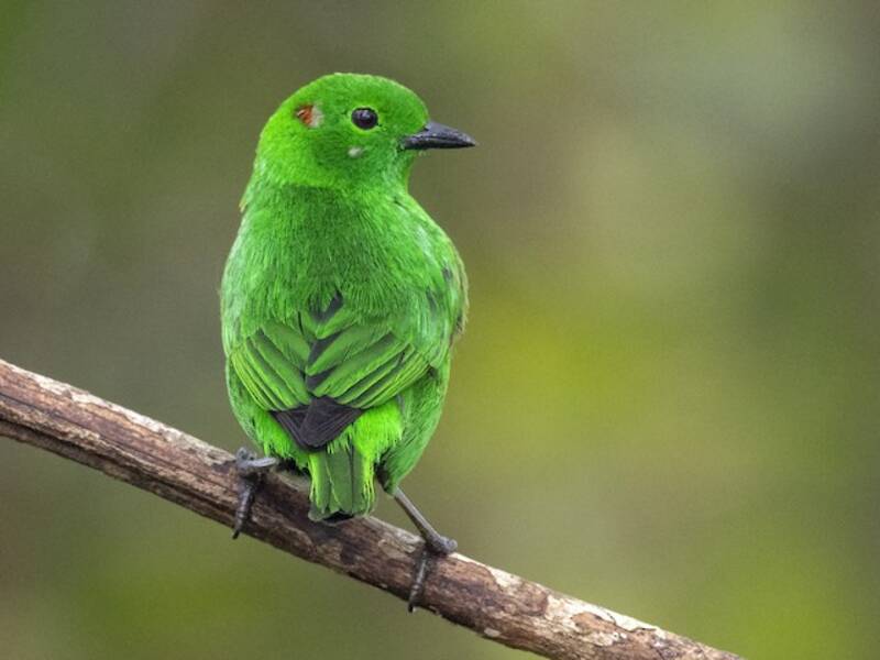 Tangara Verde Lustrosa, Fotos 4