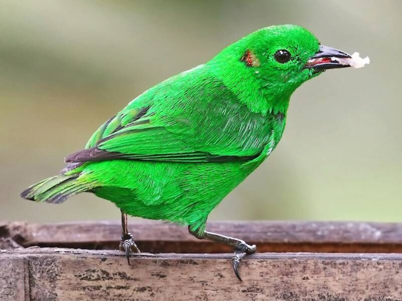 Glistening-green Tanager