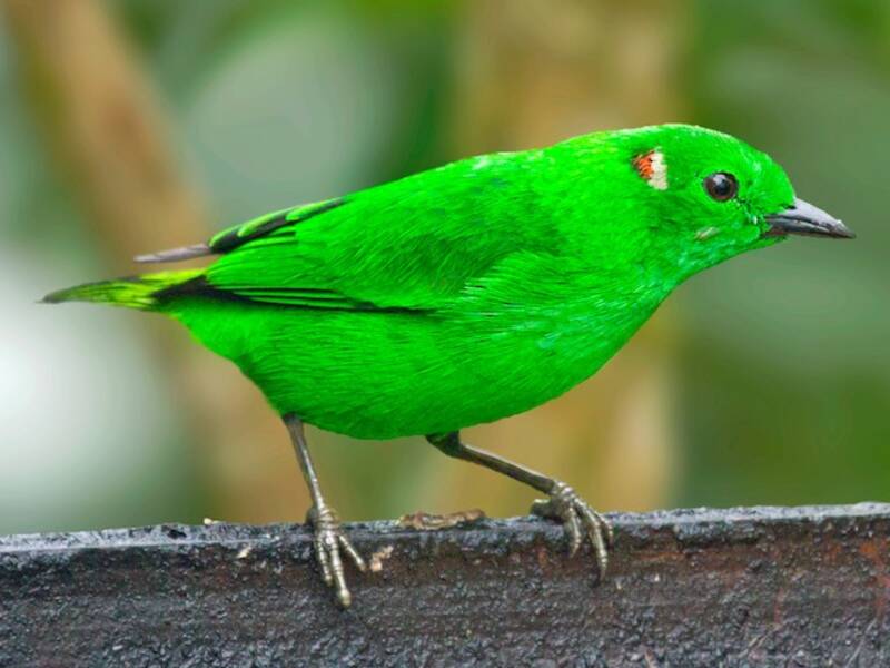 Tangara Verde Lustrosa, Fotos 2