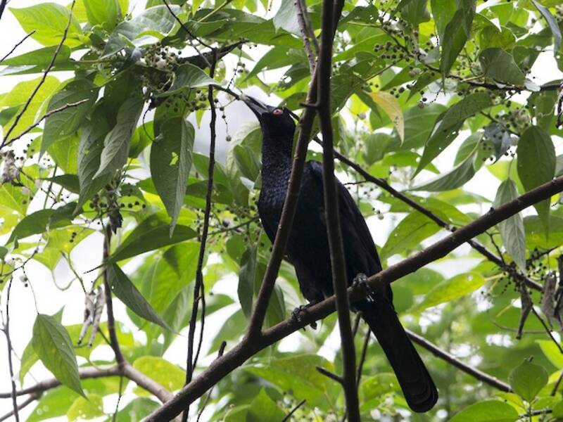 Glanz-Manukode - Manucodia ater