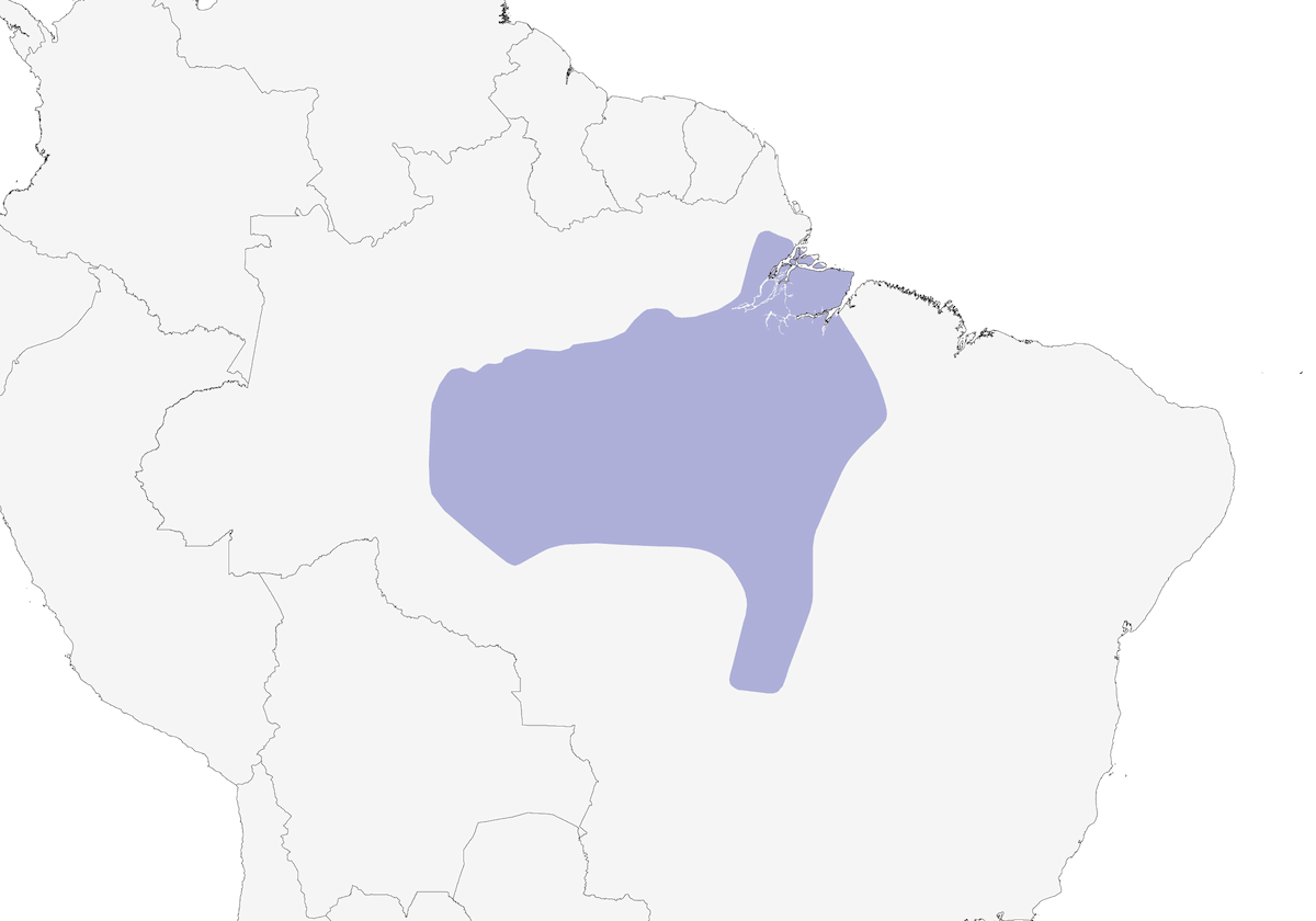 Batará Lustroso, Distribución 1