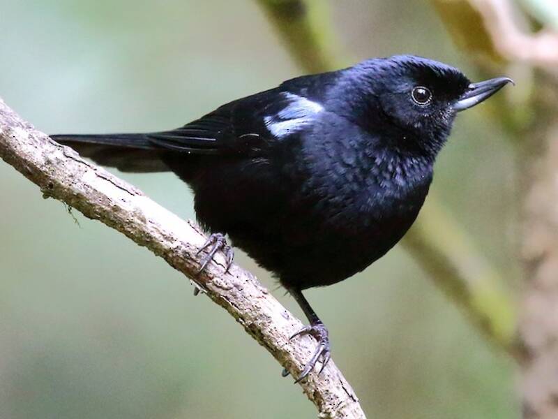 Pinchaflor Brillante, Fotos 3