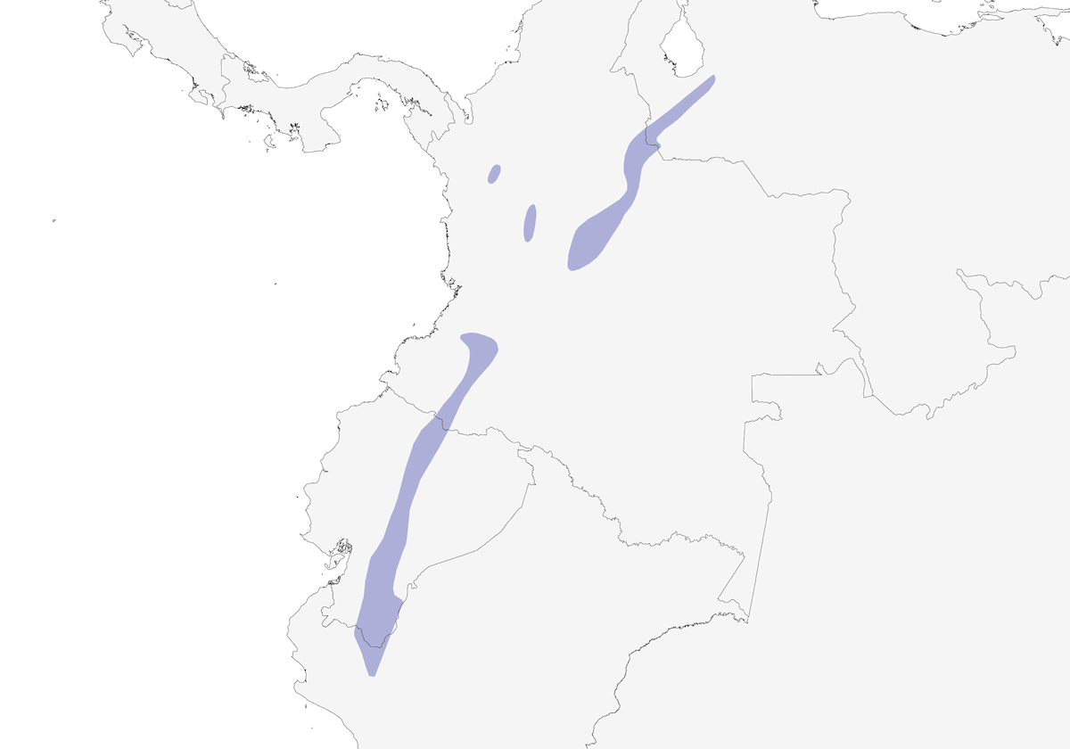 Calzadito Reluciente, Distribución 1