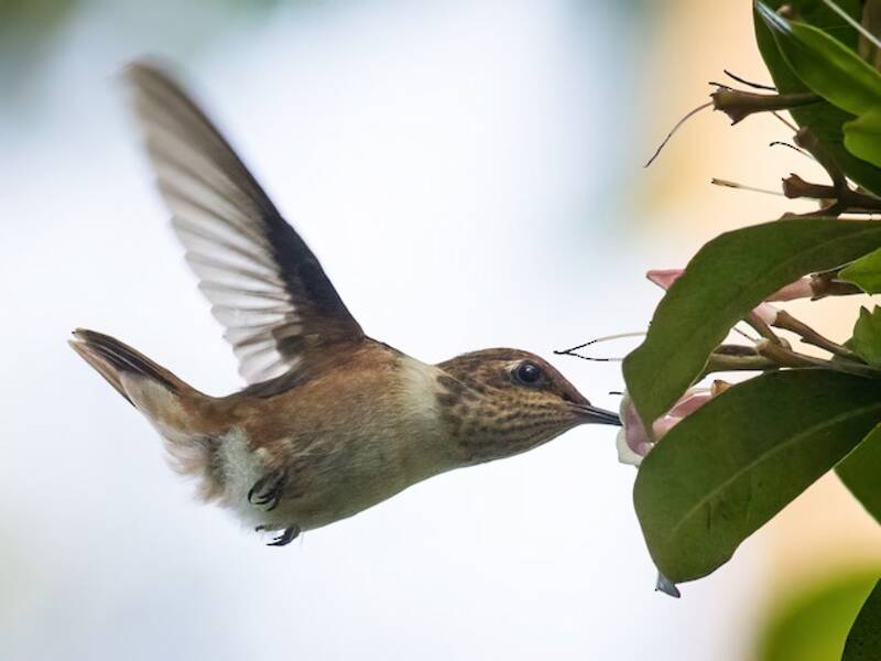 Colibrì gola luminosa
