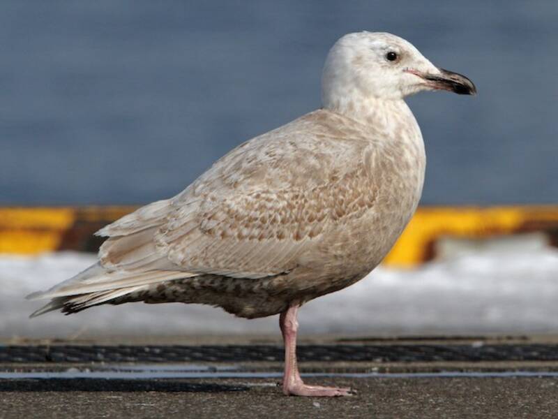 Goéland à ailes glauques