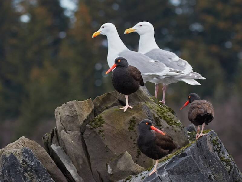 Goéland à ailes glauques, Photos 3