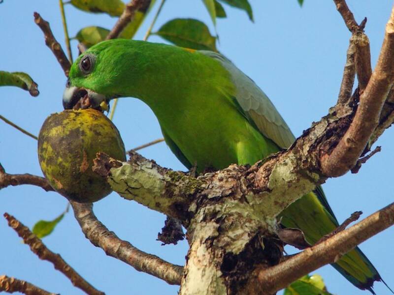 Cola de Raqueta de Manto Dorado, Fotos 3