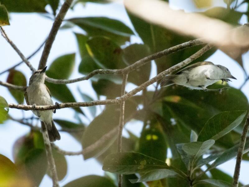 Gerigone dorsosmeraldo, Foto 4