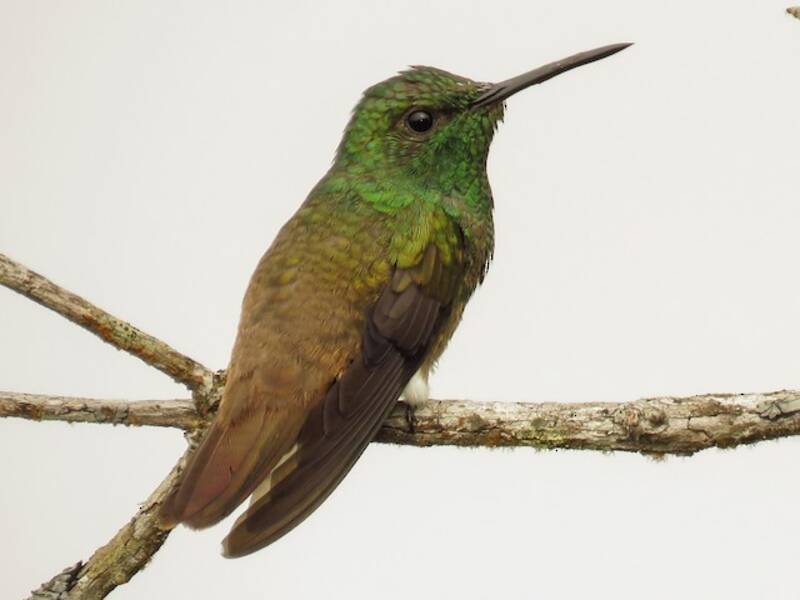 Colibrì dalla coda ramata, Foto 3