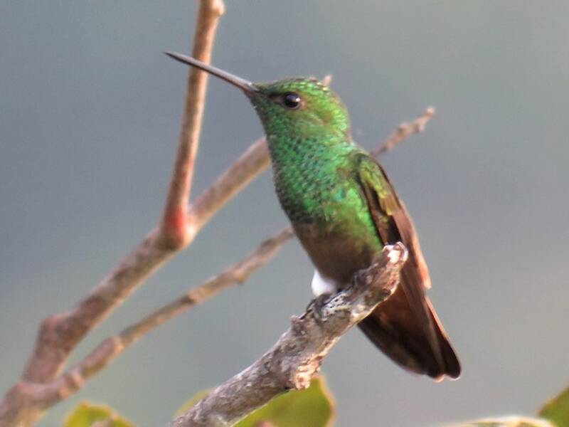 Colibrì dalla coda ramata