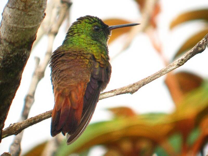 Colibrì dalla coda ramata, Foto 2