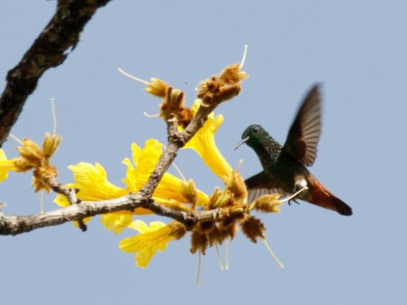 Colibrì dalla coda ramata, Foto 4