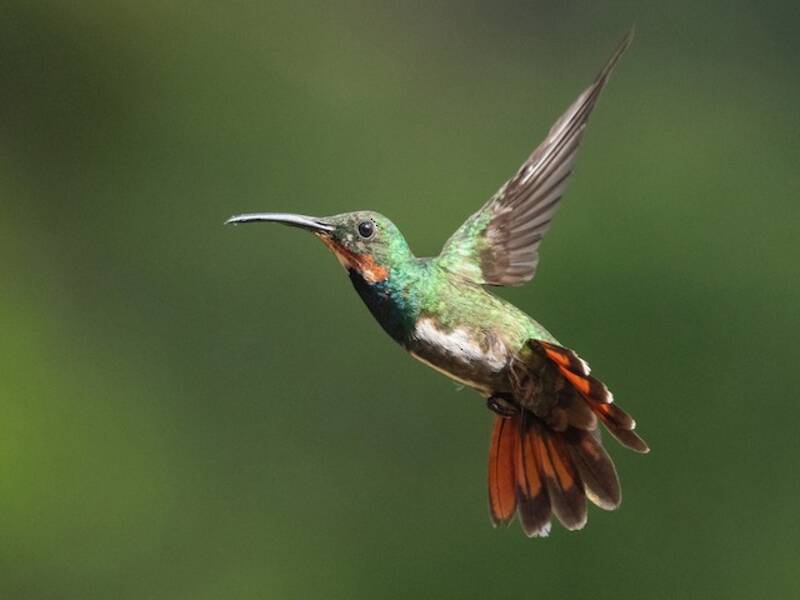Green-breasted Mango