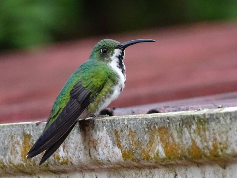 Green-breasted Mango, 照片 3
