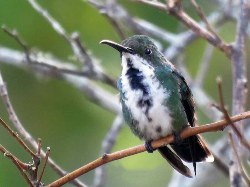 Green-breasted Mango, 照片 4