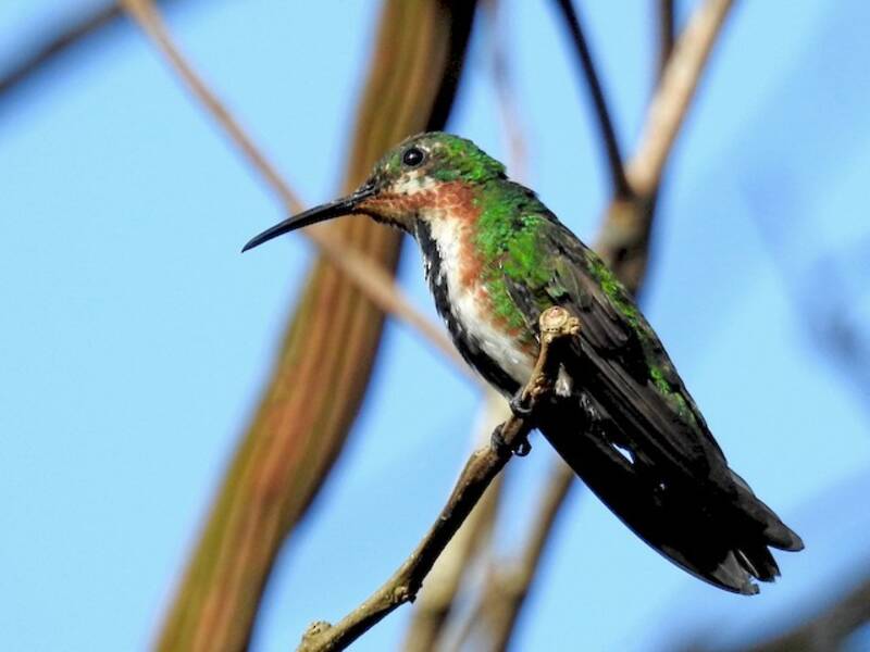 Green-breasted Mango, 照片 2