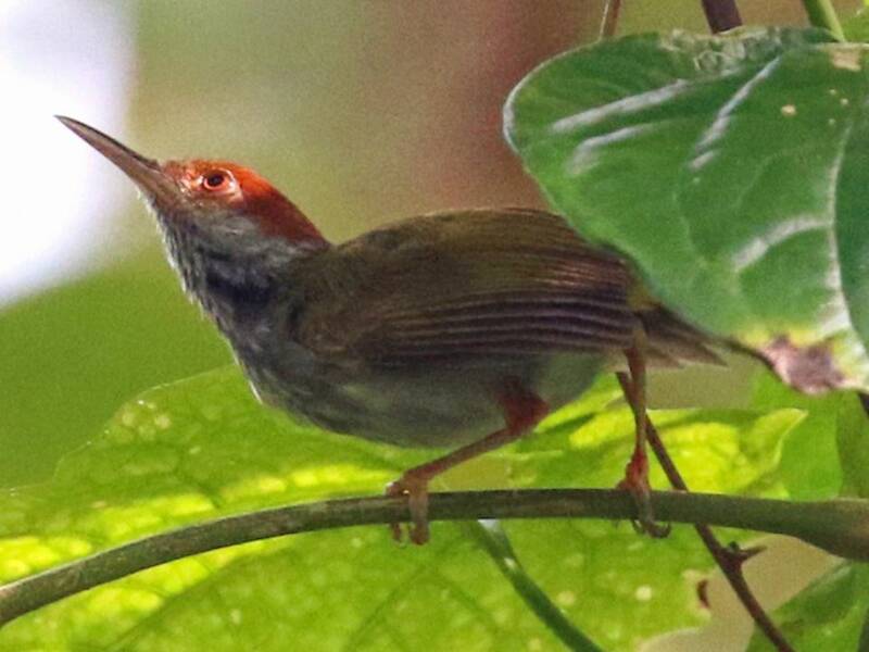 Uccello sarto dorsoverde, Foto 3