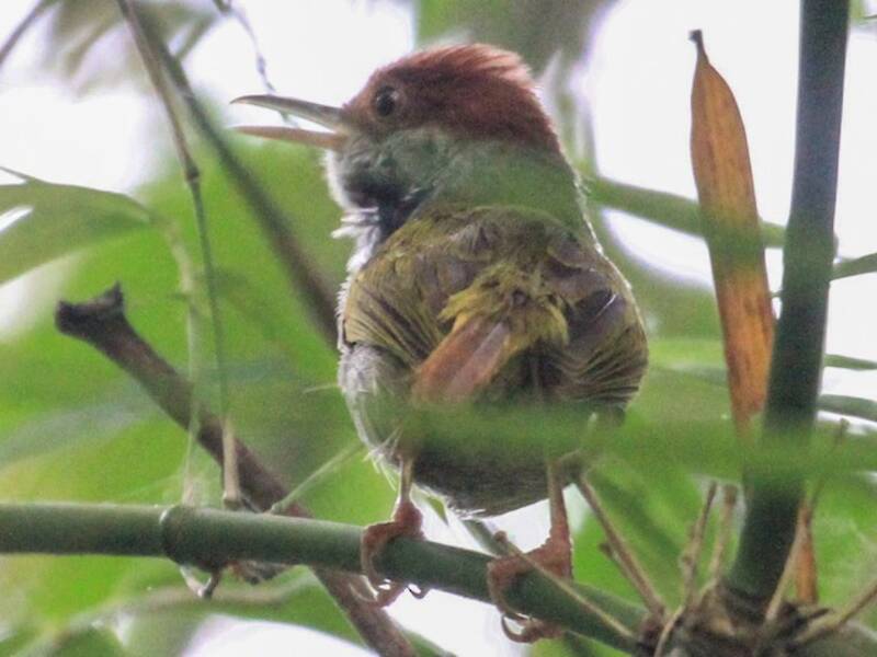 Uccello sarto dorsoverde, Foto 2