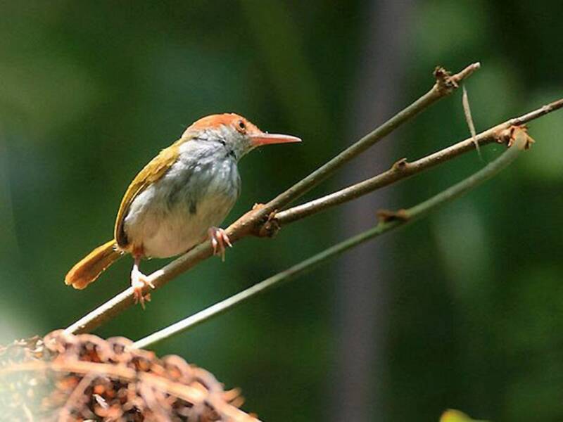 Uccello sarto dorsoverde, Foto 4