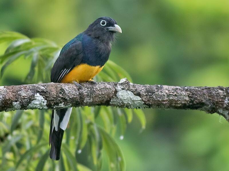 Green-backed Trogon, Photos 3