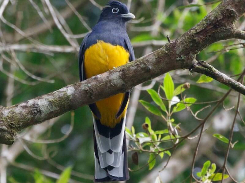 Green-backed Trogon, Photos 2