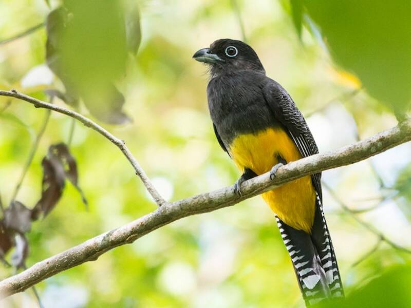 Green-backed Trogon, Photos 4