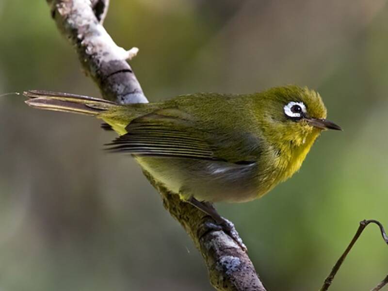 Grünrückenbrillenvogel, Fotos 4