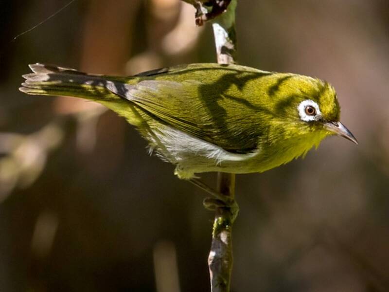 Grünrückenbrillenvogel, Fotos 3