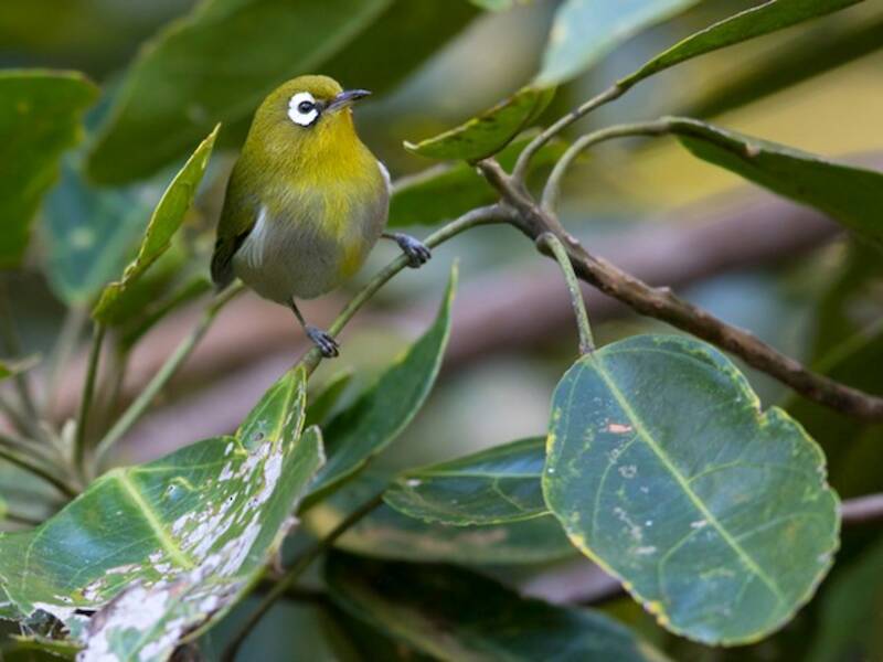 Grünrückenbrillenvogel, Fotos 2