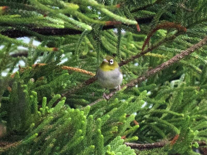 Green-backed White-eye