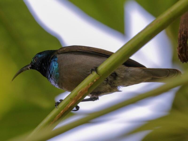 Nectarina Cabeciverde, Fotos 4