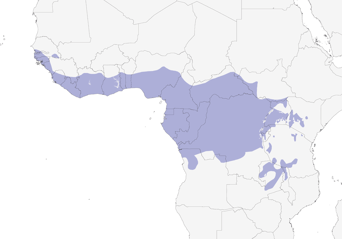 Nectarina Cabeciverde, Distribución 1