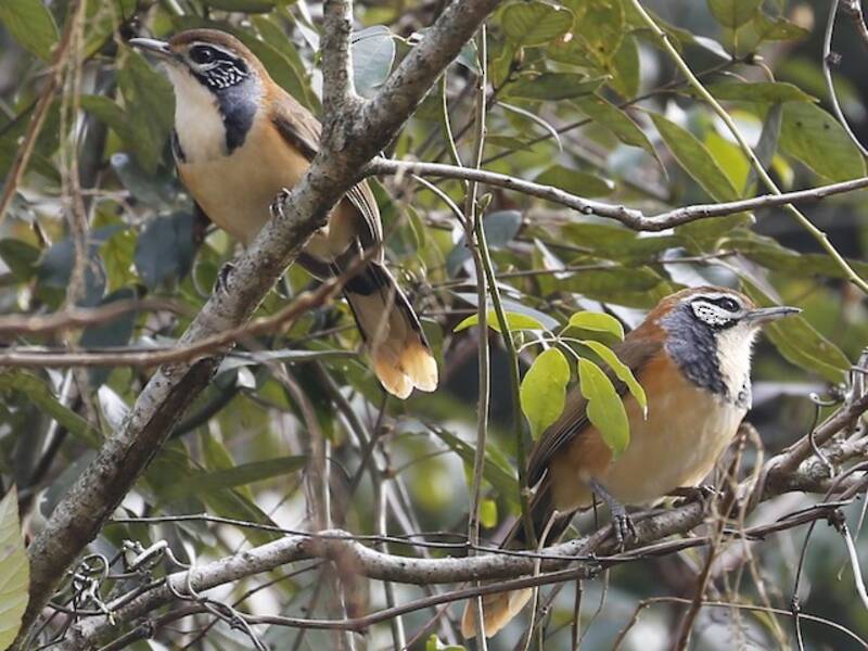 Greater Necklaced Laughingthrush