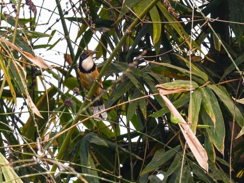 Garrulace dal collare maggiore, Foto 2