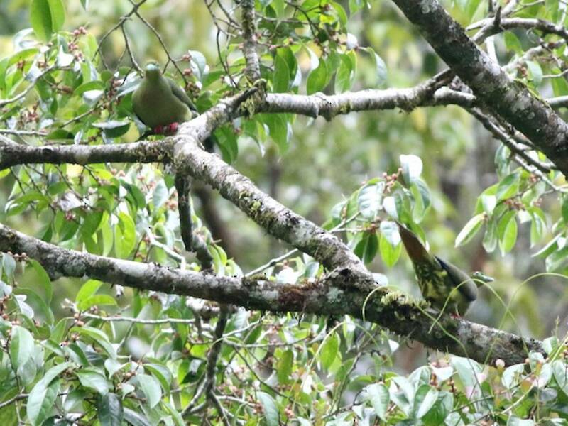 Sumatran Green-Pigeon (Treron oxyurus)