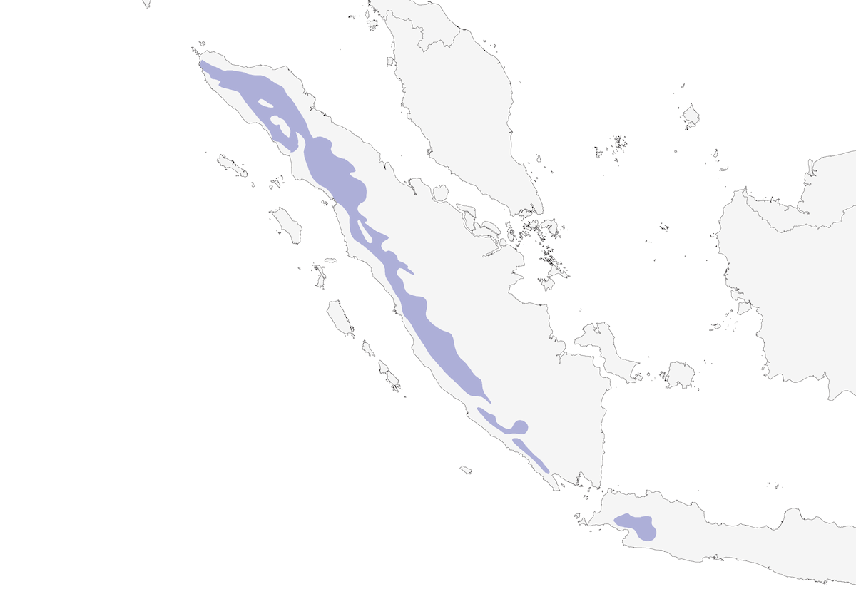 Sumatra-Grüntaube, Verbreitung 1
