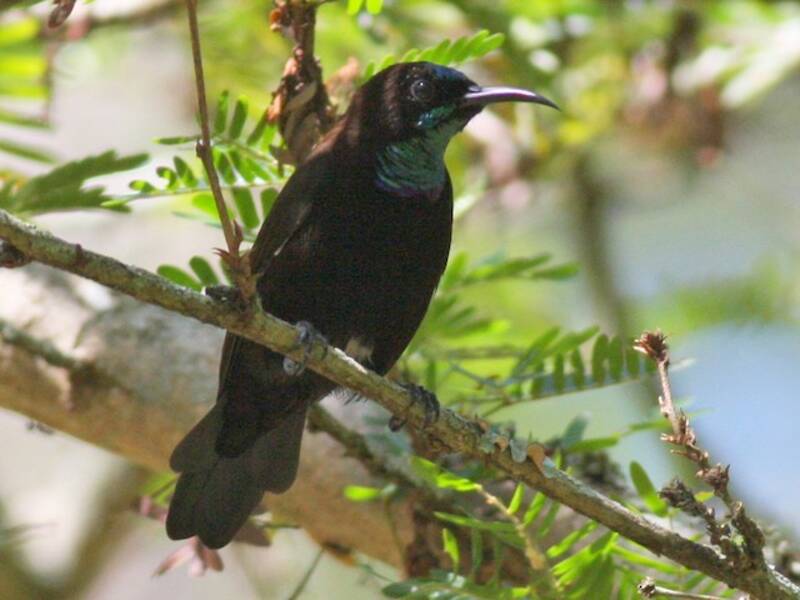 Nettarinia gola verde, Foto 3