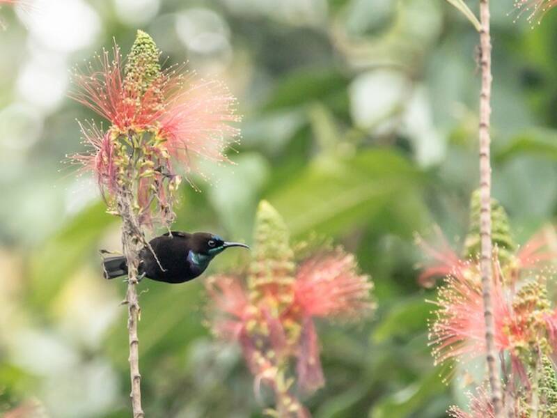Nettarinia gola verde