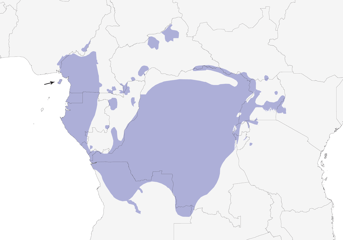 Nettarinia gola verde, Distribuzione 1