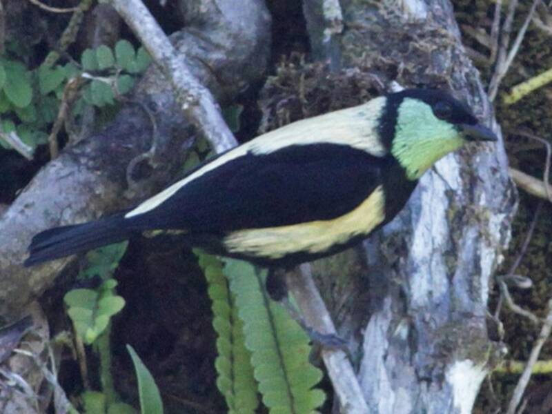 Tangara à gorge verte, Photos 3