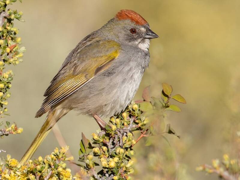 Green-tailed Towhee, 照片 2