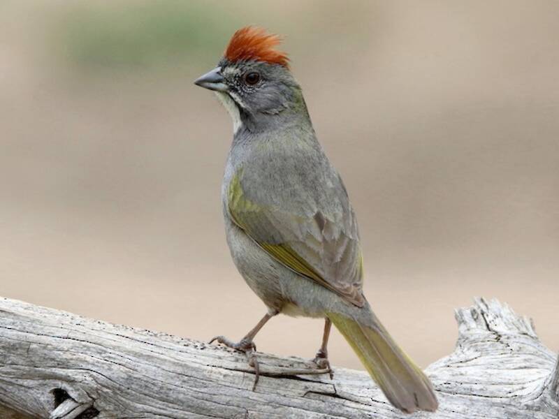 Green-tailed Towhee, 照片 3